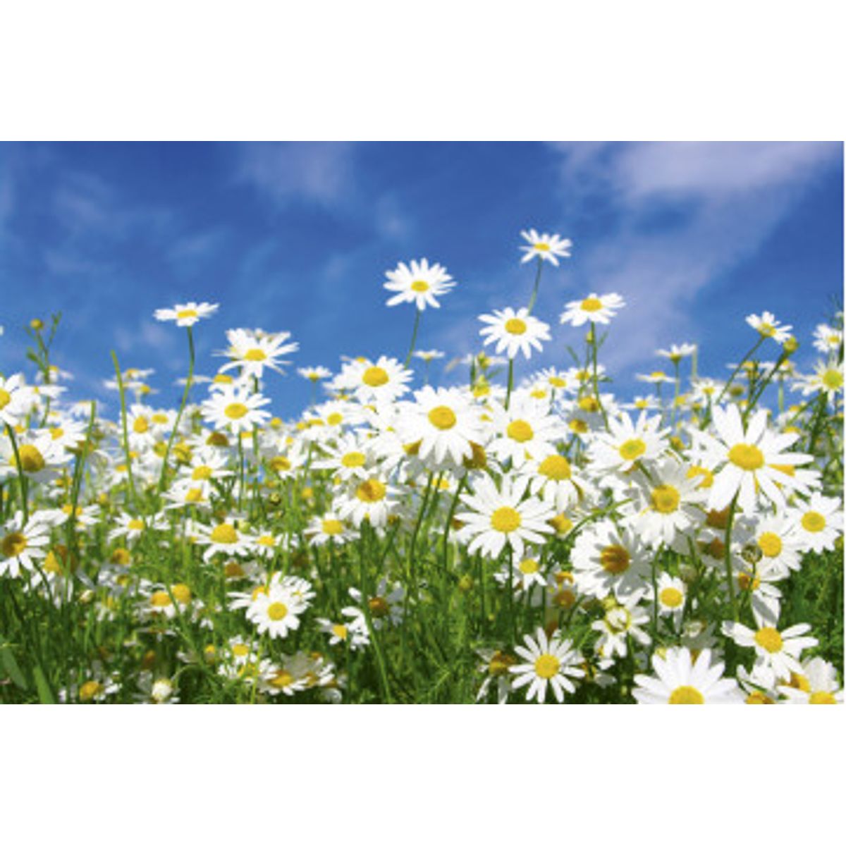 Fototapet - Daisies