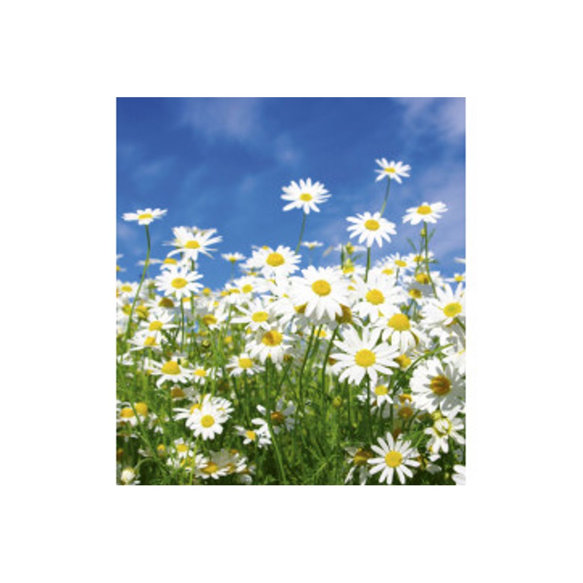 Fototapet - Daisies