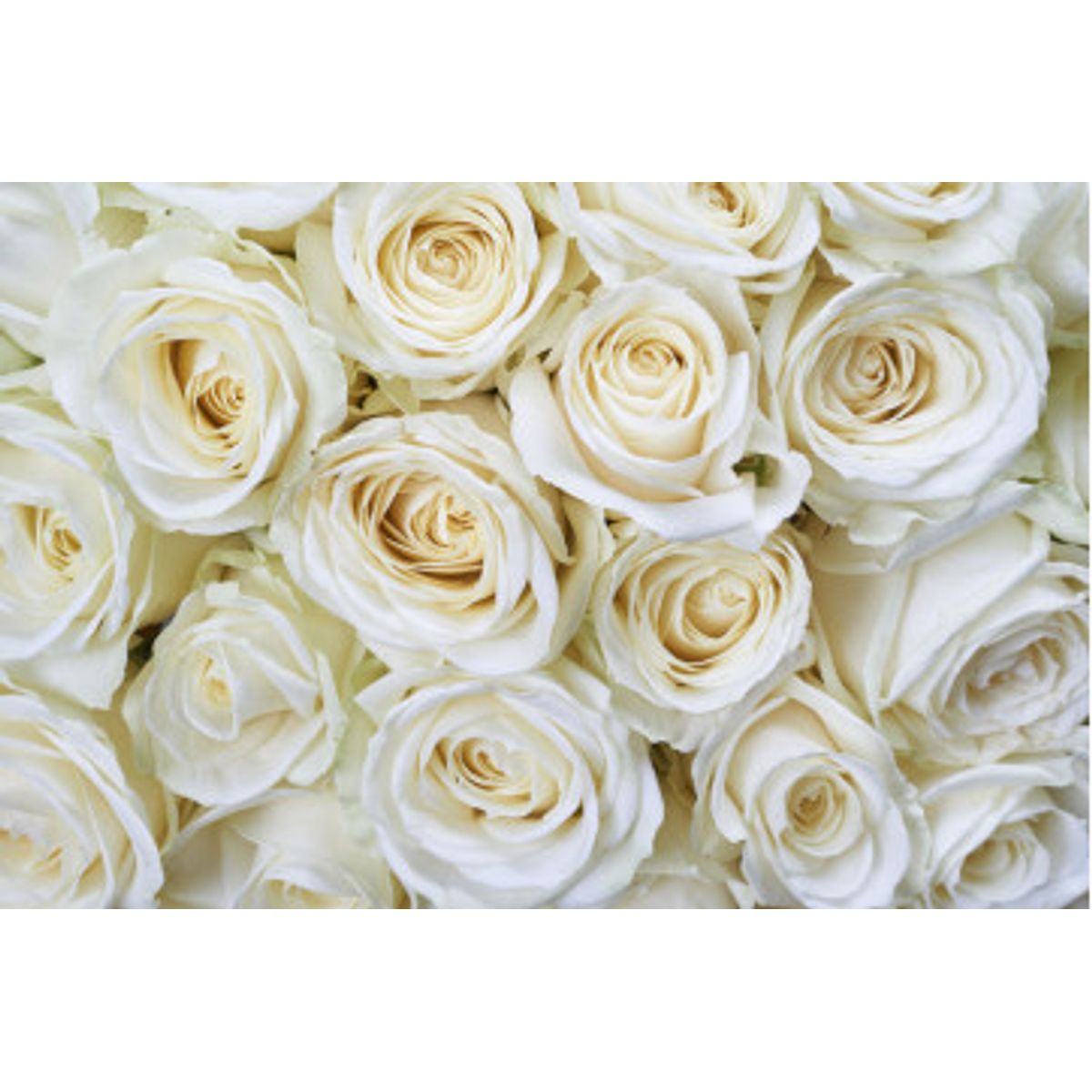 Fototapet - White Roses