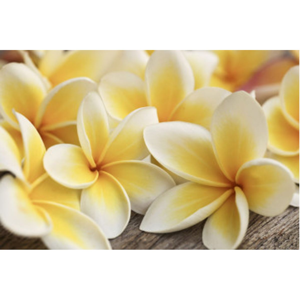 Fototapet - Plumeria