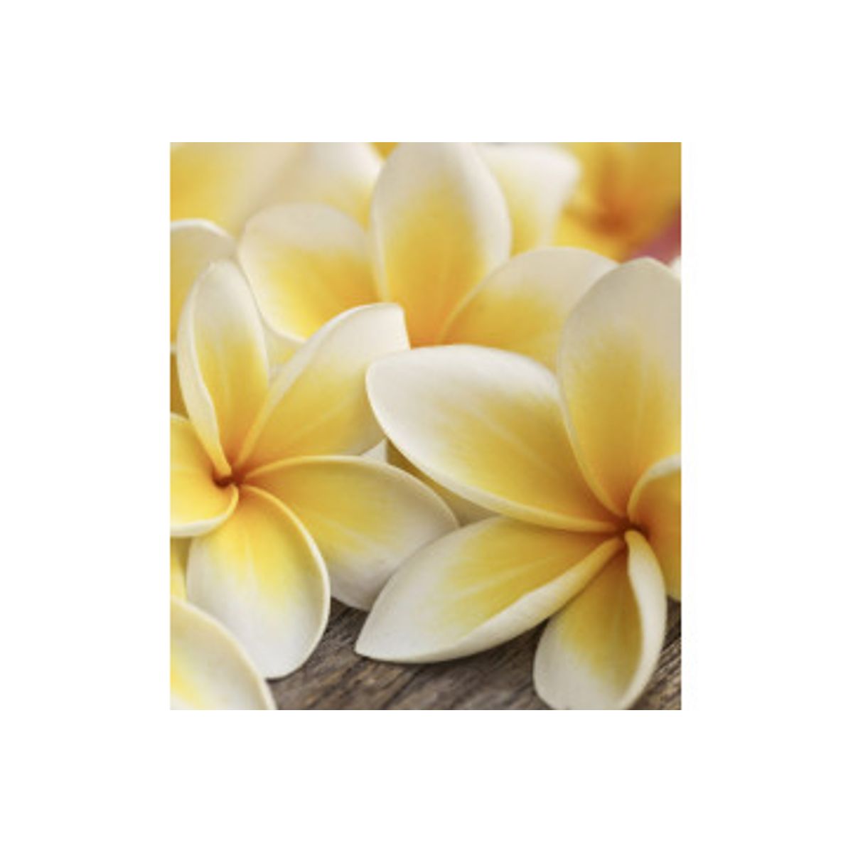 Fototapet - Plumeria