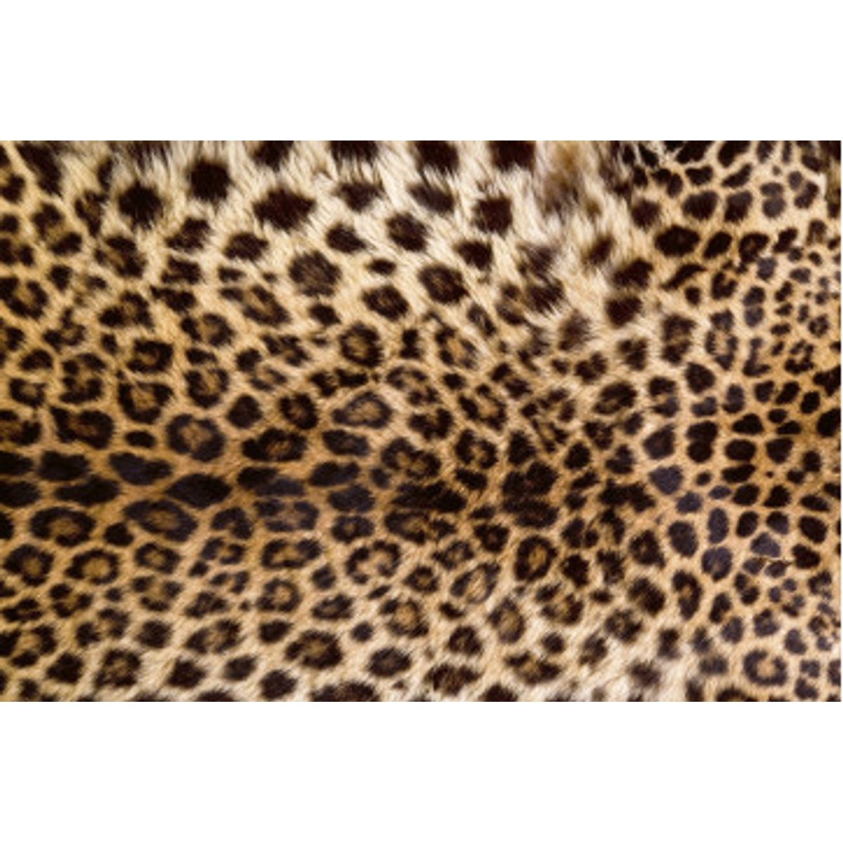 Fototapet - Leopard Skin