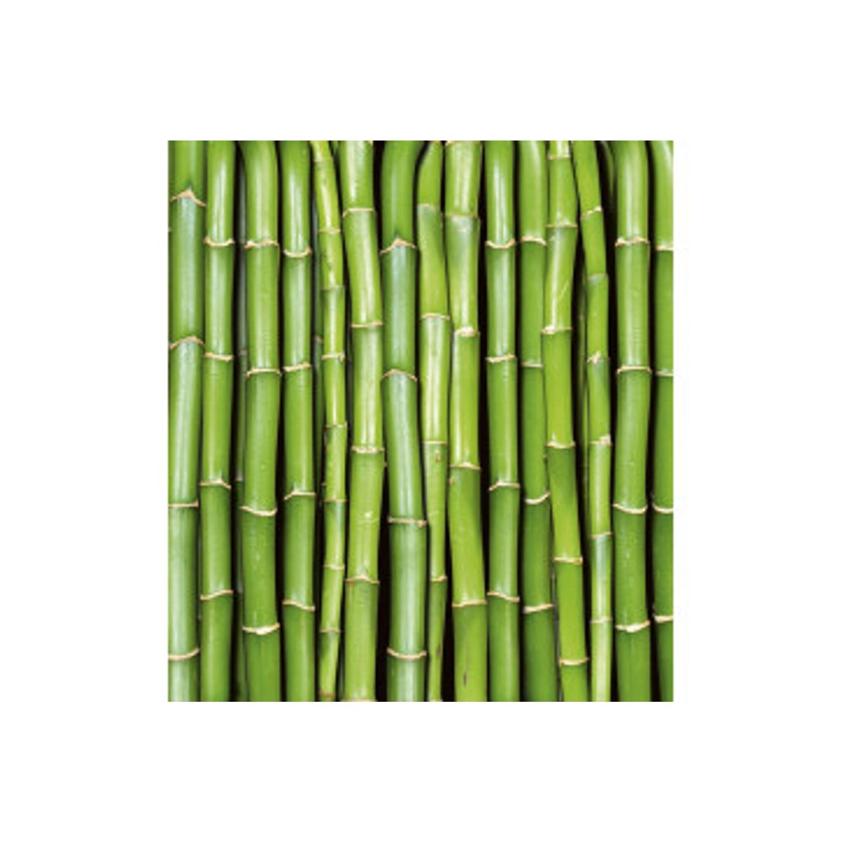 Fototapet - Bamboo