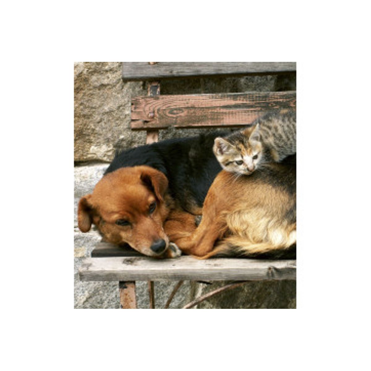 Fototapet - Cat And Dog