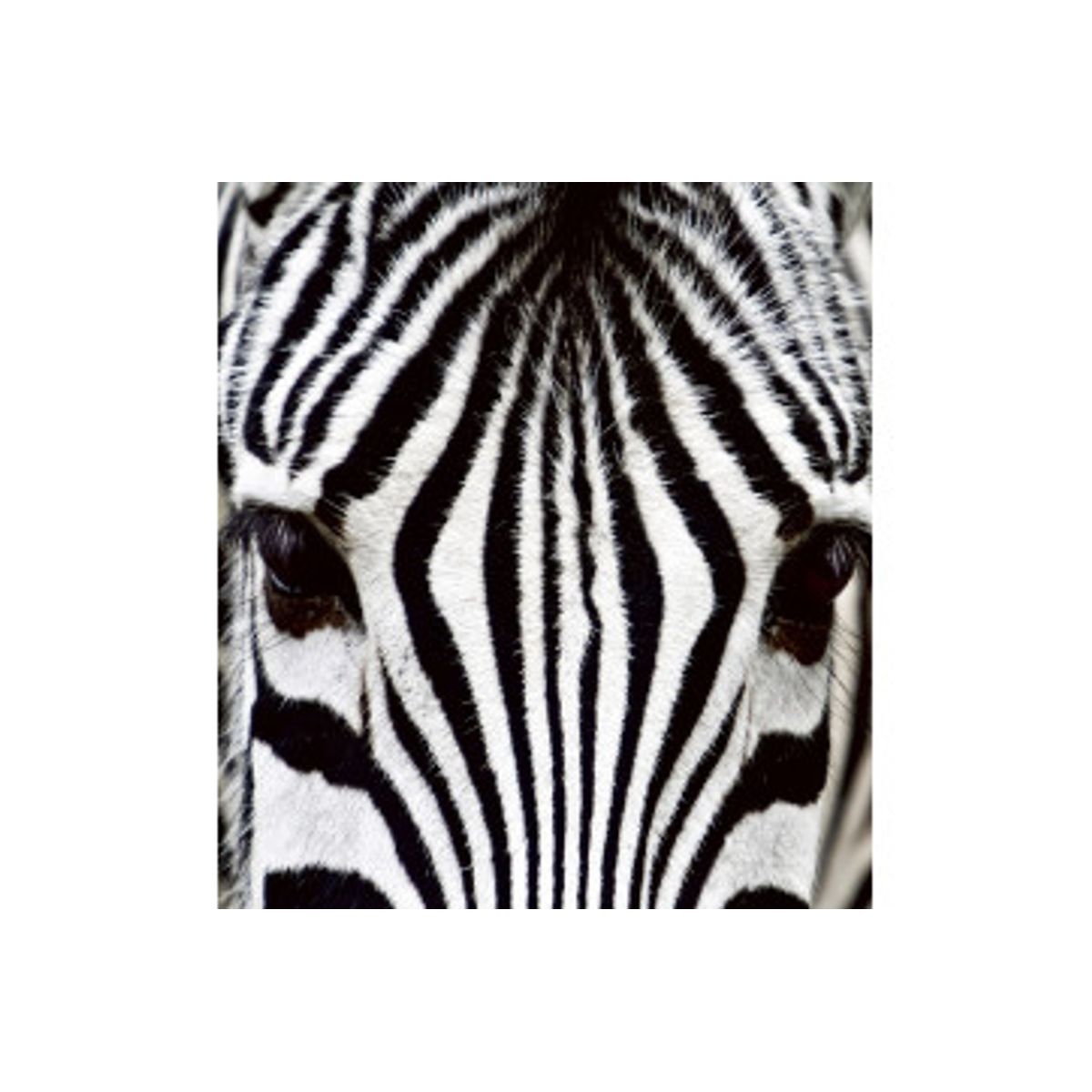 Fototapet - Zebra