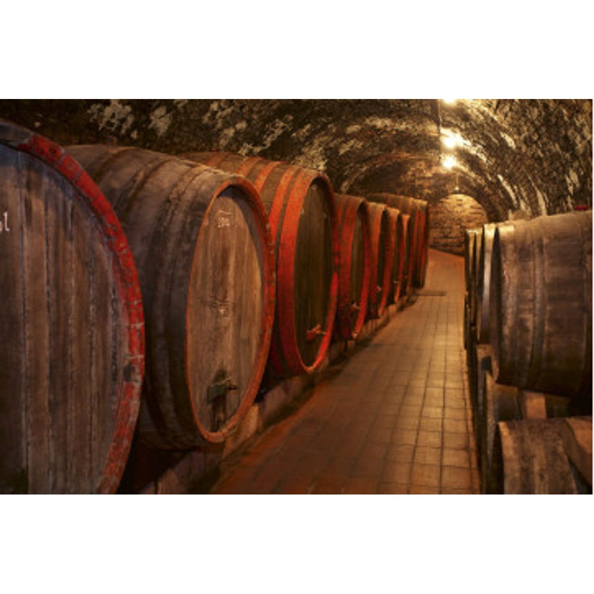 Fototapet - Wine Barrels