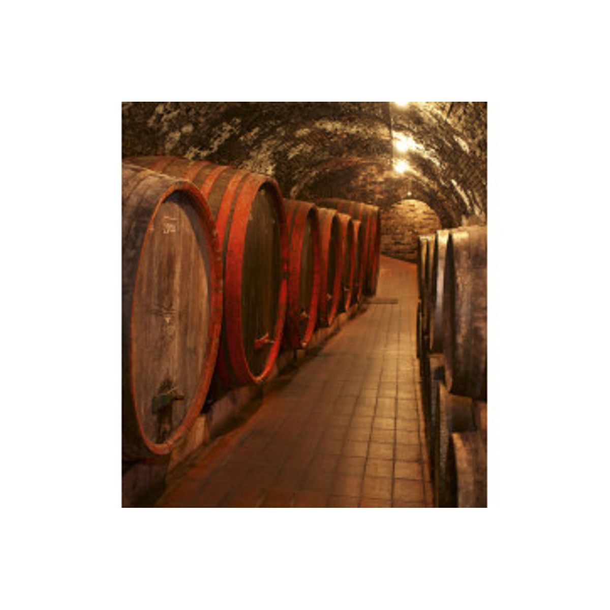 Fototapet - Wine Barrels