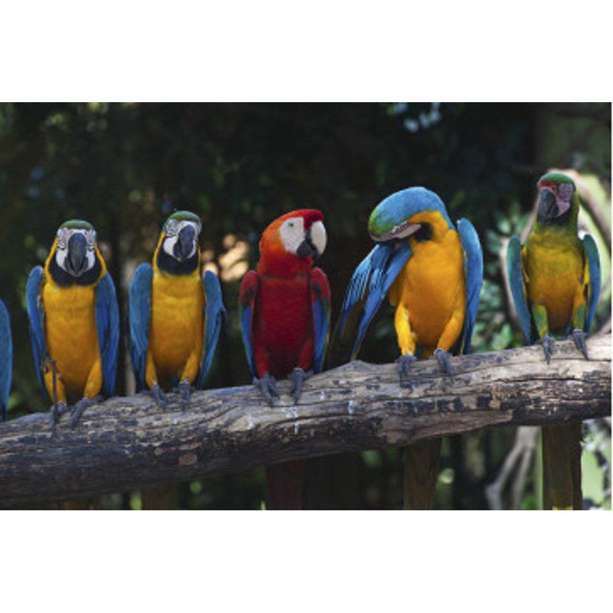 Fototapet - Colourful Macaw