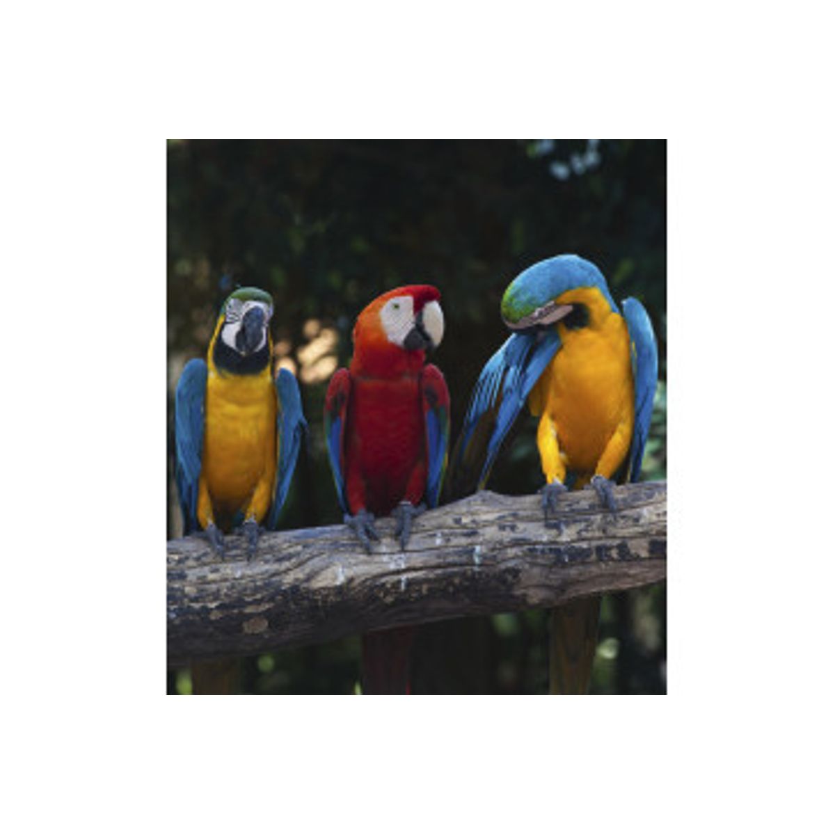 Fototapet - Colourful Macaw