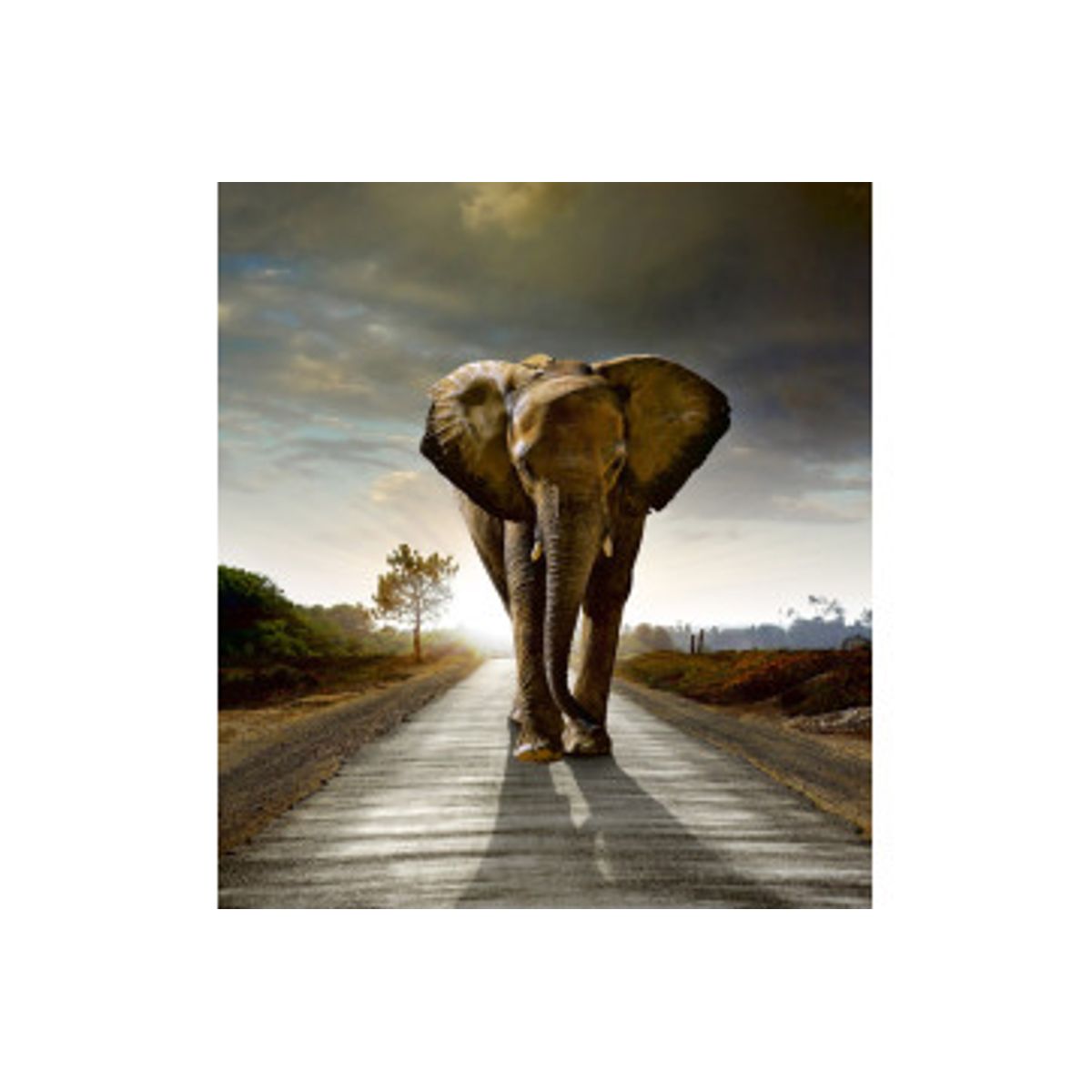 Fototapet - Walking Elephant