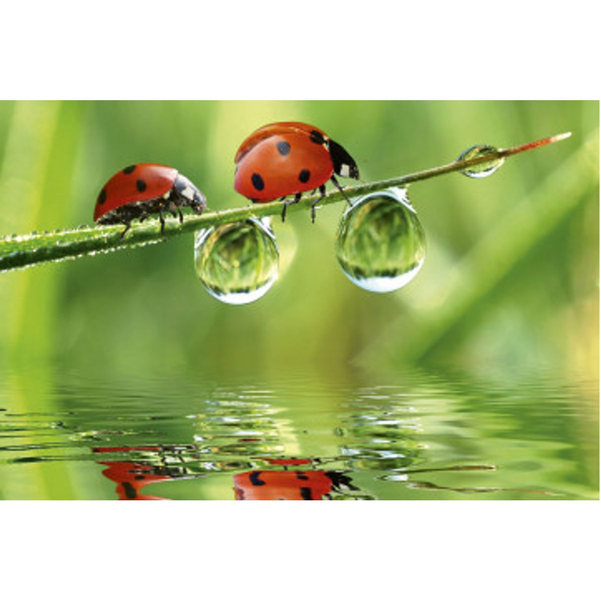 Fototapet - Ladybird