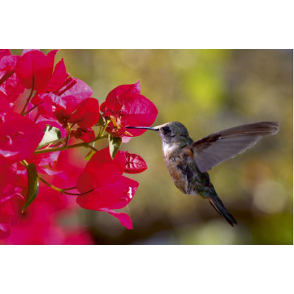 Fototapet - Hummingbird