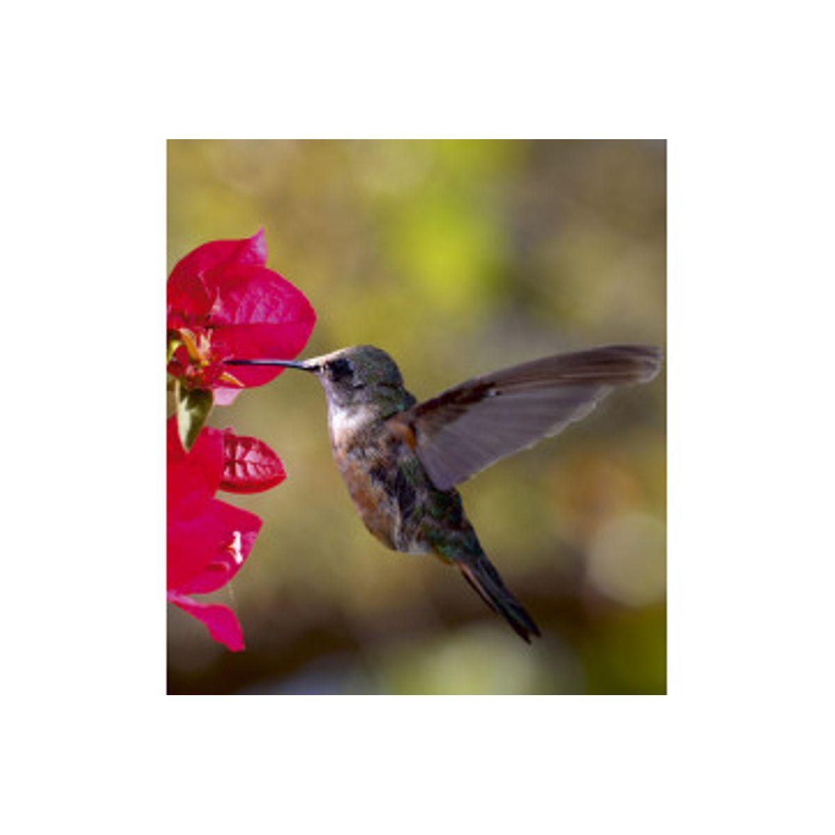 Fototapet - Hummingbird