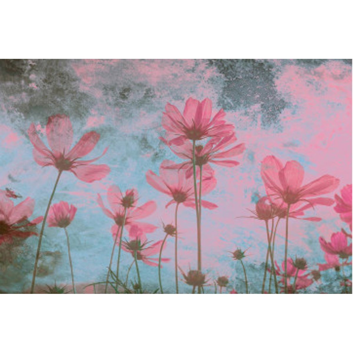 Fototapet - Pink Flower Abstract