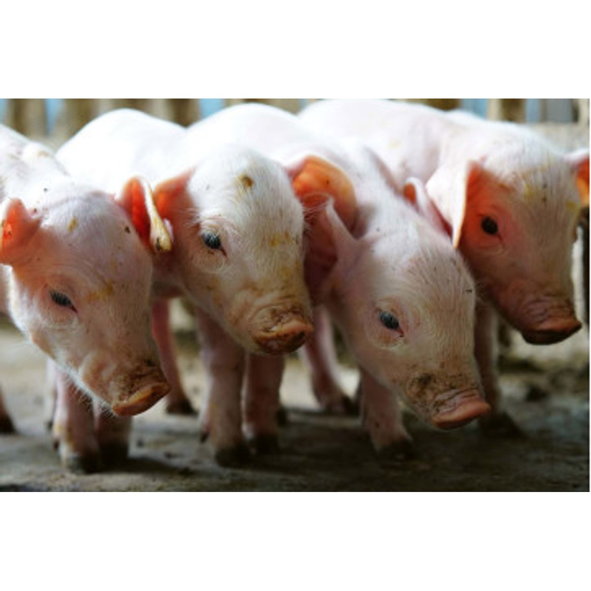 Fototapet - Small Pigs In The Farm