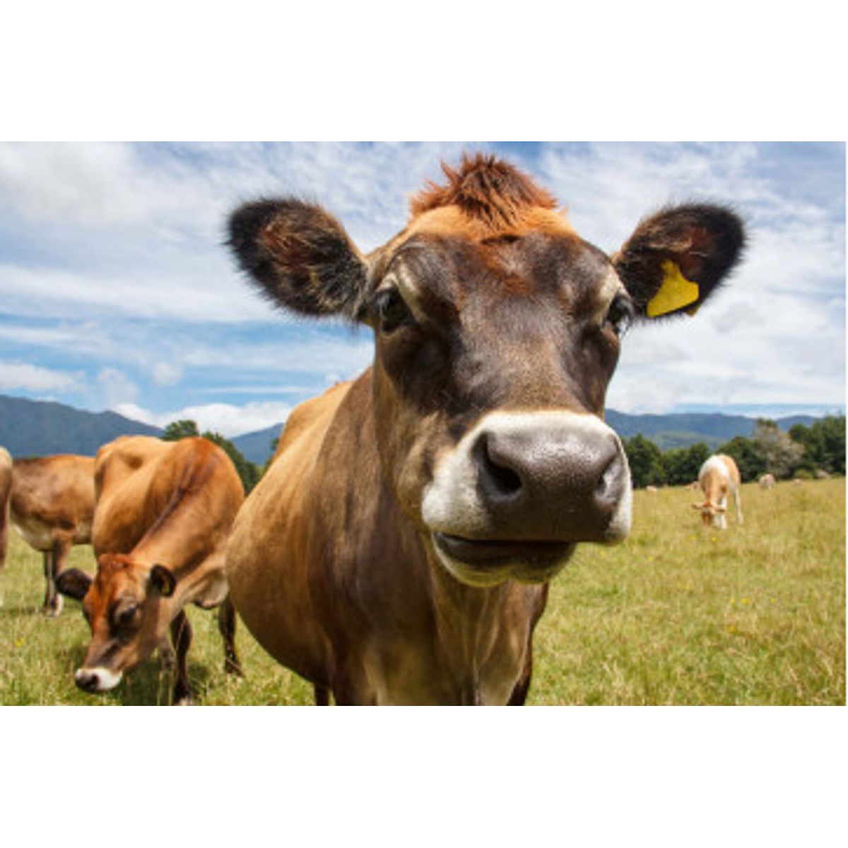 Fototapet - Chewing Cow Looking Surprisingly Straight