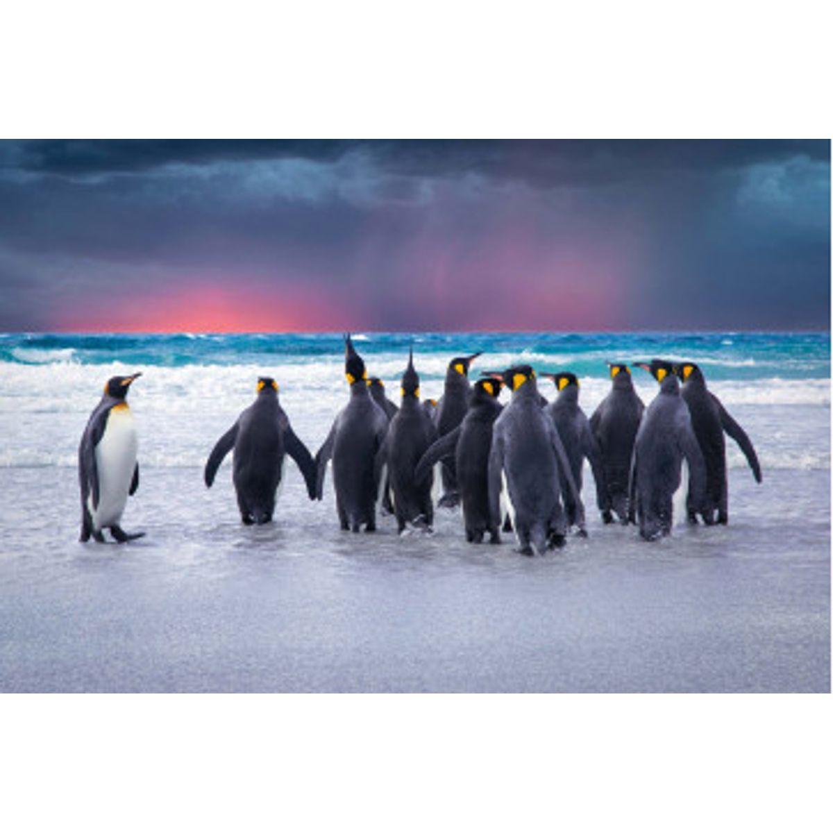 Fototapet - King Penguins In The Falkland