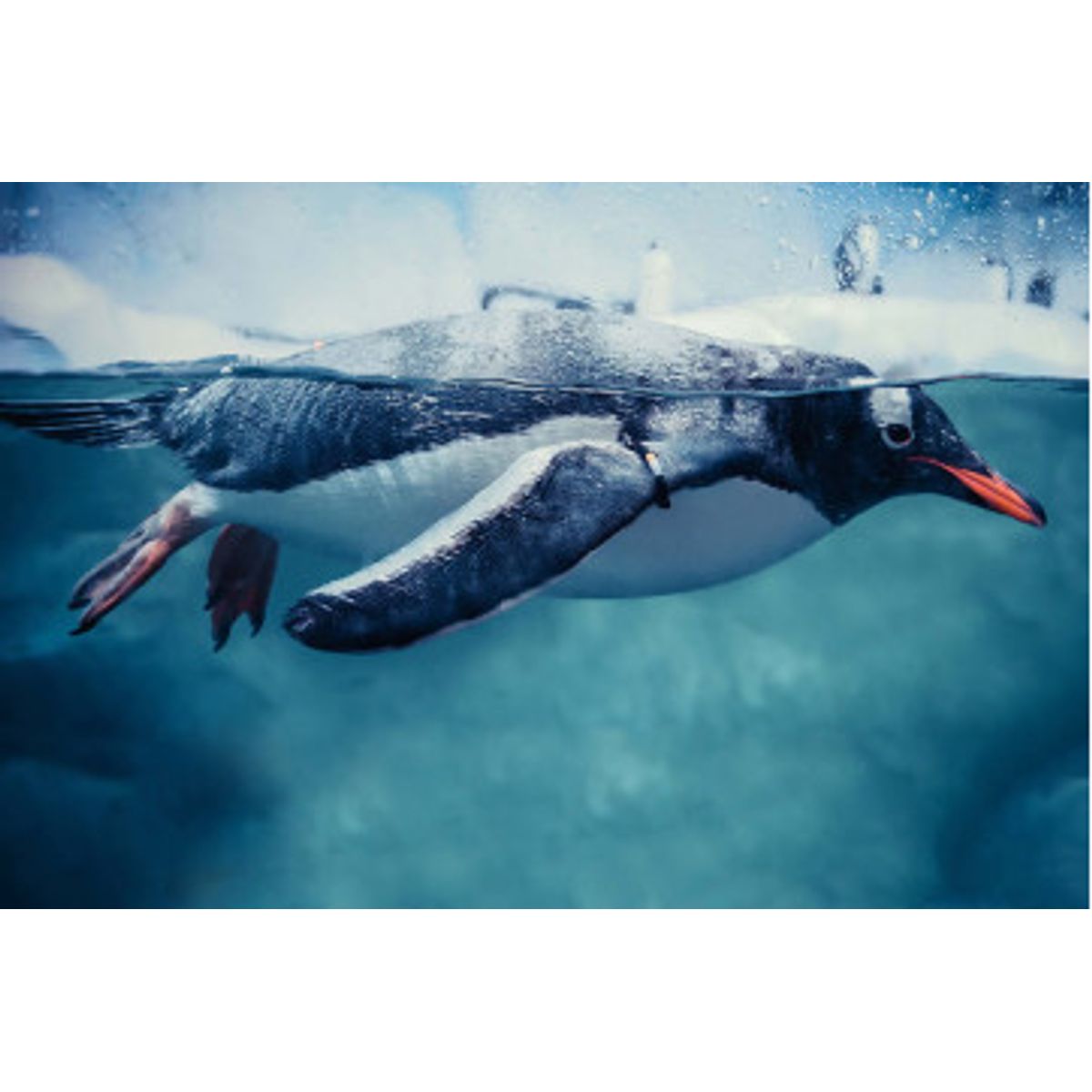 Fototapet - Gentoo Penguin Swimming Marine Life