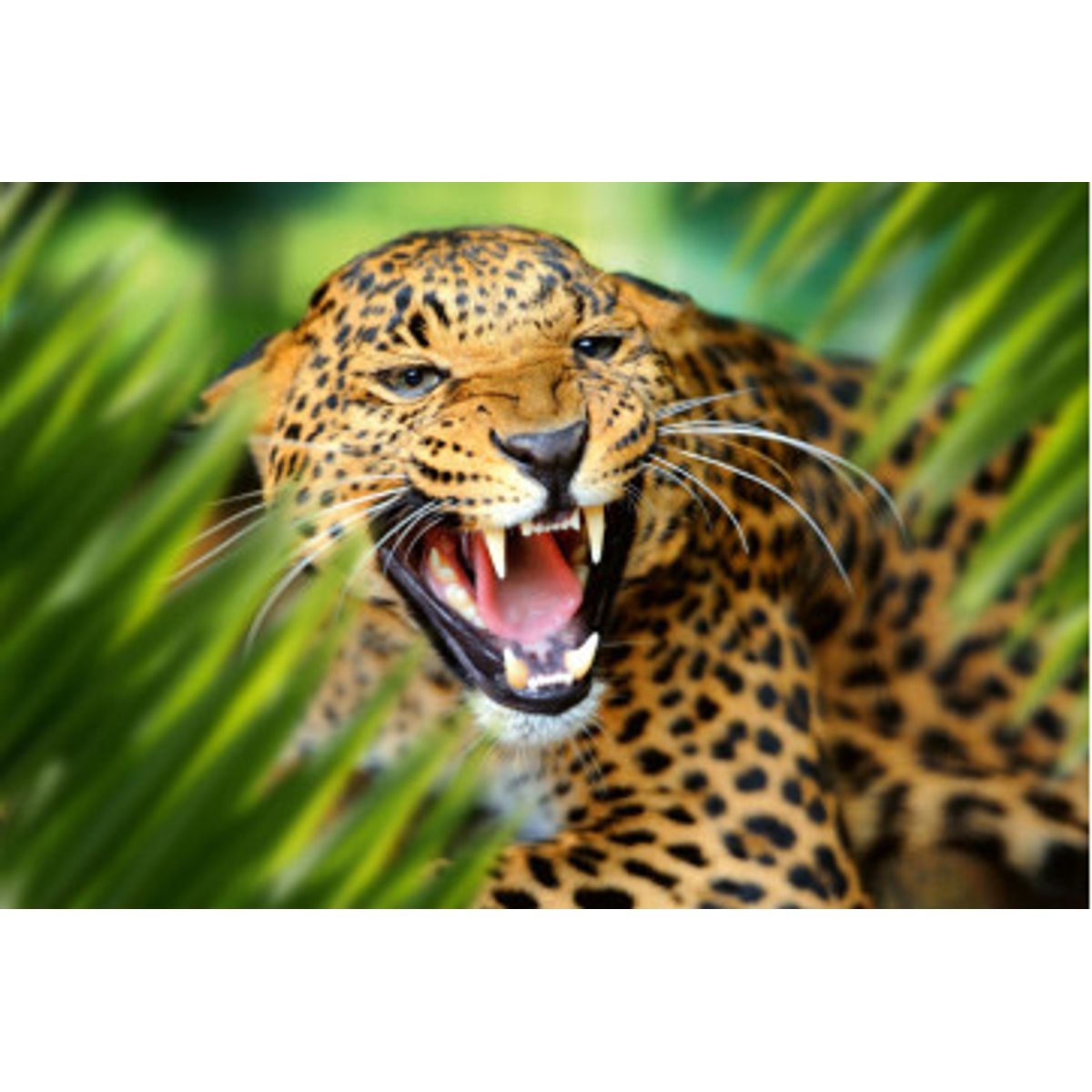 Fototapet - Leopard Portrait In Jungle