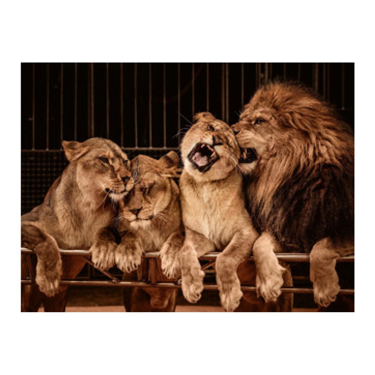 Fototapet - Lion And Three Lioness