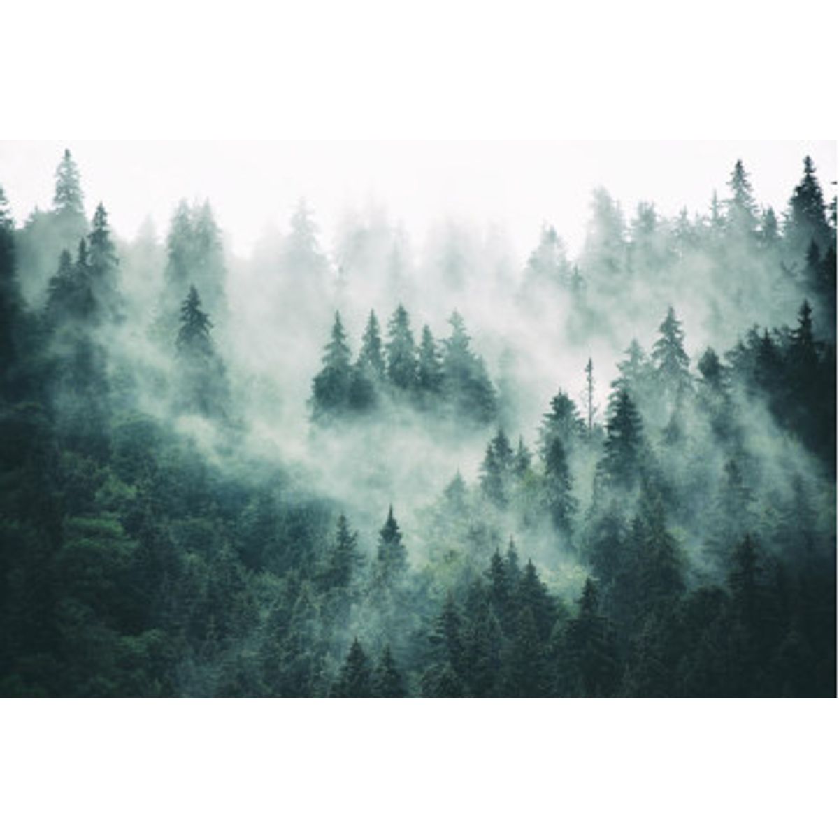 Fototapet - Foggy Forest