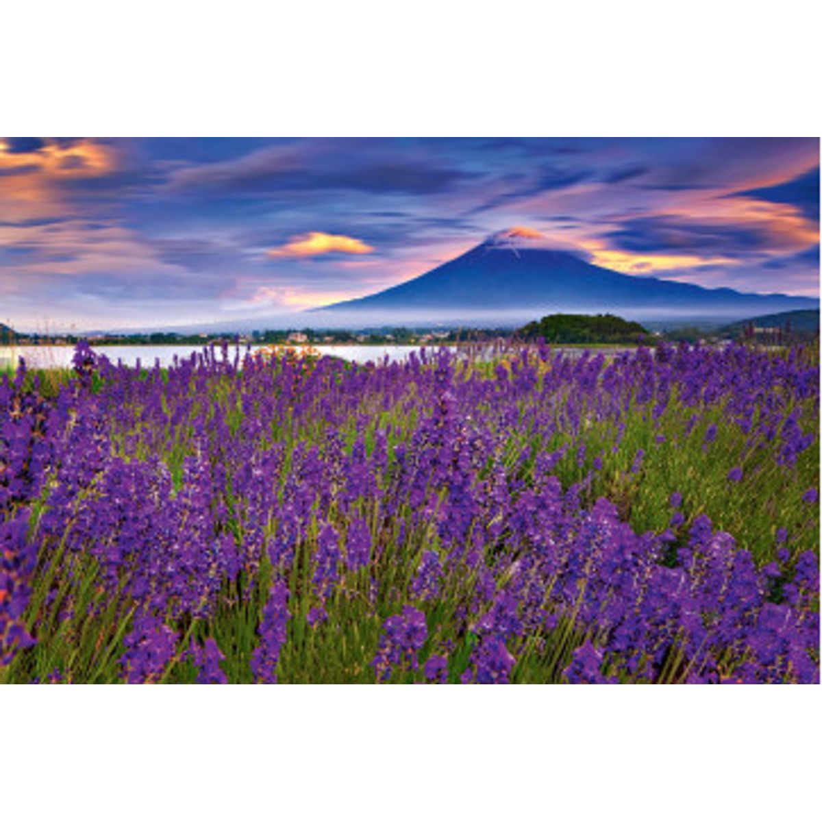 Fototapet - Fuji Mountain And Lavender