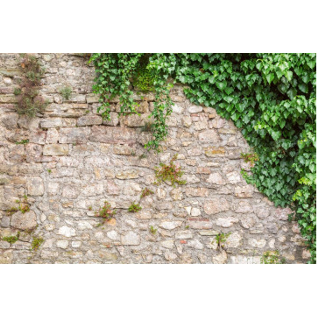 Fototapet - Stone Wall With Leaves