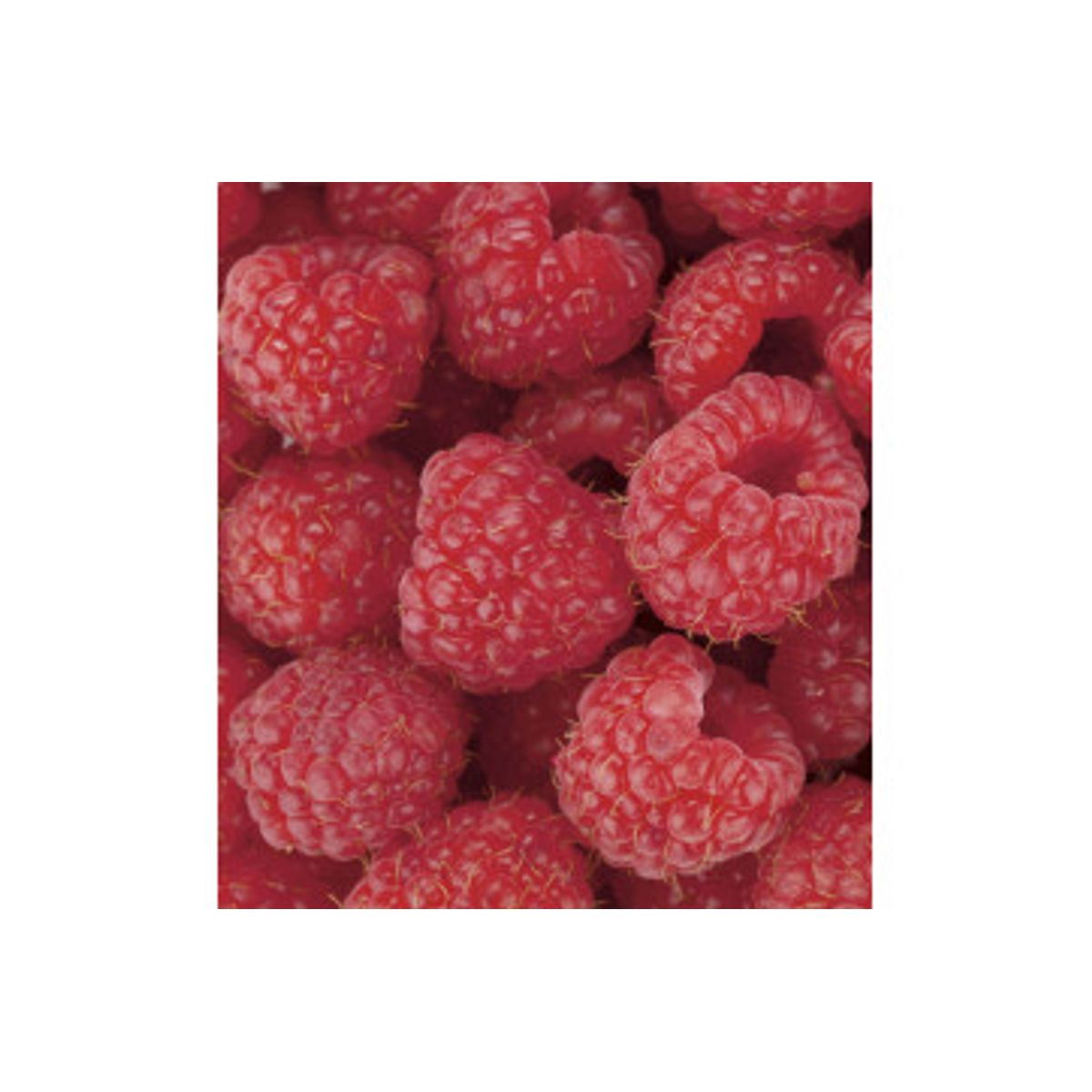 Fototapet - Raspberry