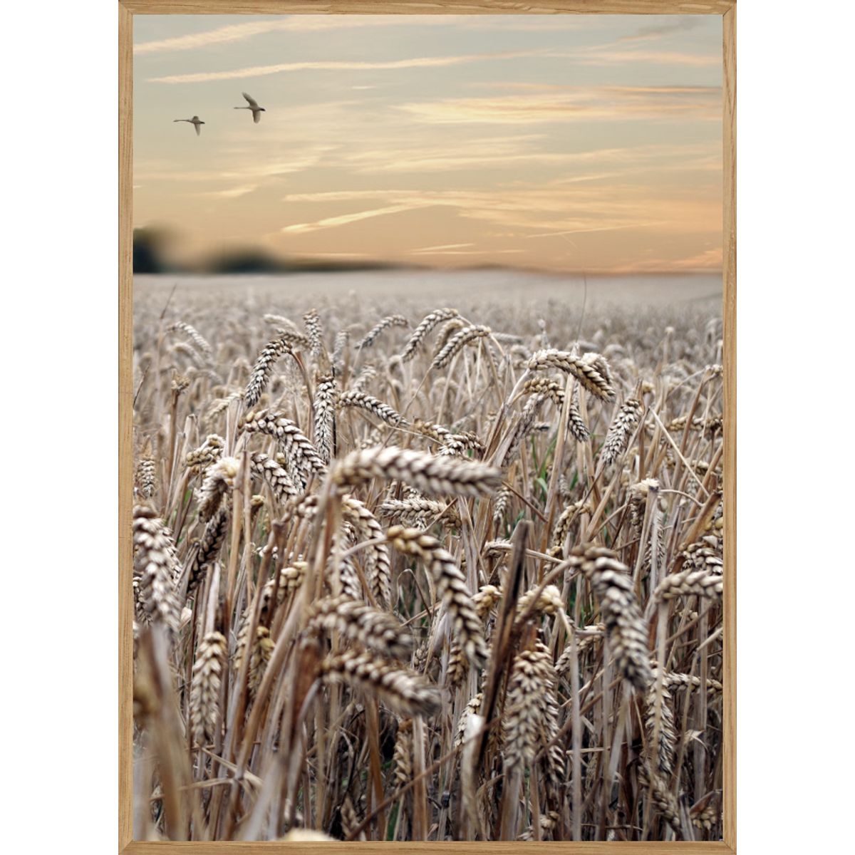 HVEDE - NATURPLAKAT 70 x 100cm - BOLIGEN > NATURPLAKATER - Living Nature