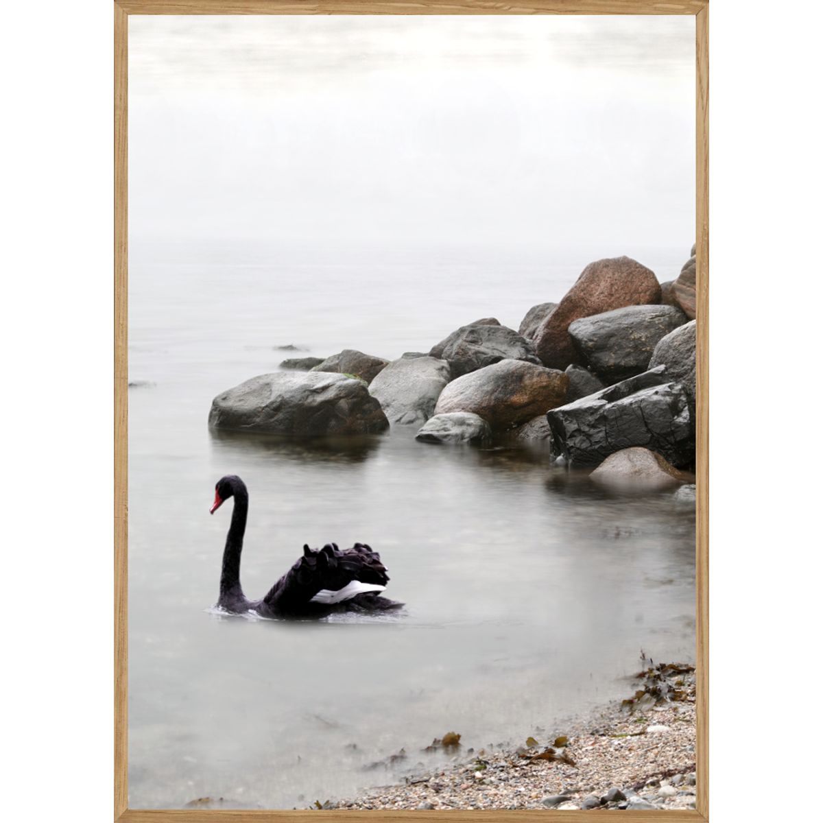 SORT SVANE - NATURPLAKAT MED DYR 70 x 100cm - BOLIGEN > NATURPLAKATER - Living Nature